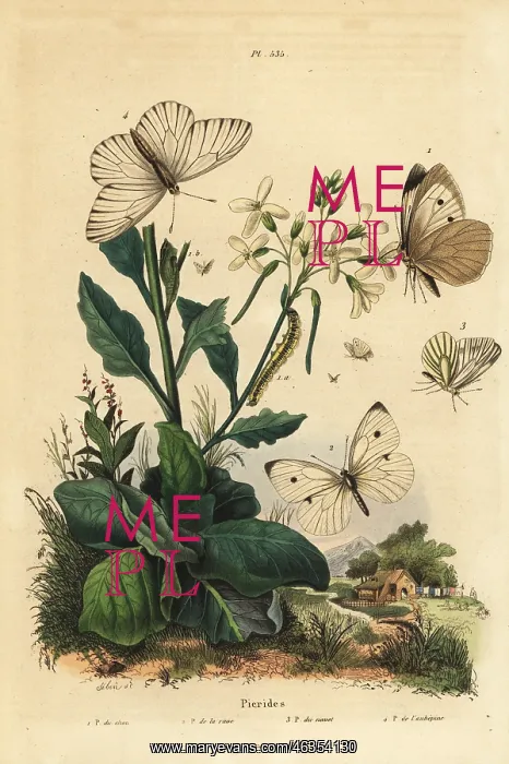 : Pierid butterflies : Pierid butterflies