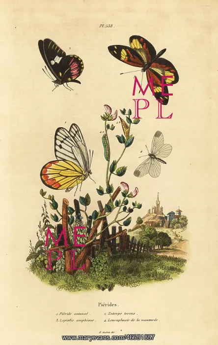 : Pierid butterflies : Pierid butterflies