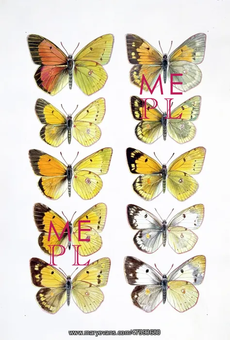 : Pieridae sp. clouded yellow butterflies : Pieridae sp. clouded yellow butterflies