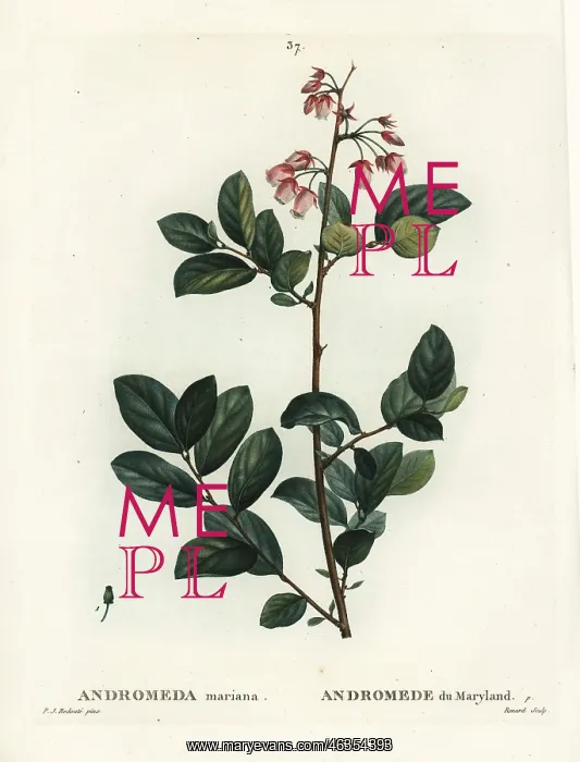 : Pieris mariana : Pieris mariana