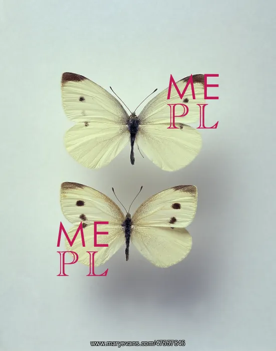 : Pieris rapae, small white butterflies : Pieris rapae, small white butterflies
