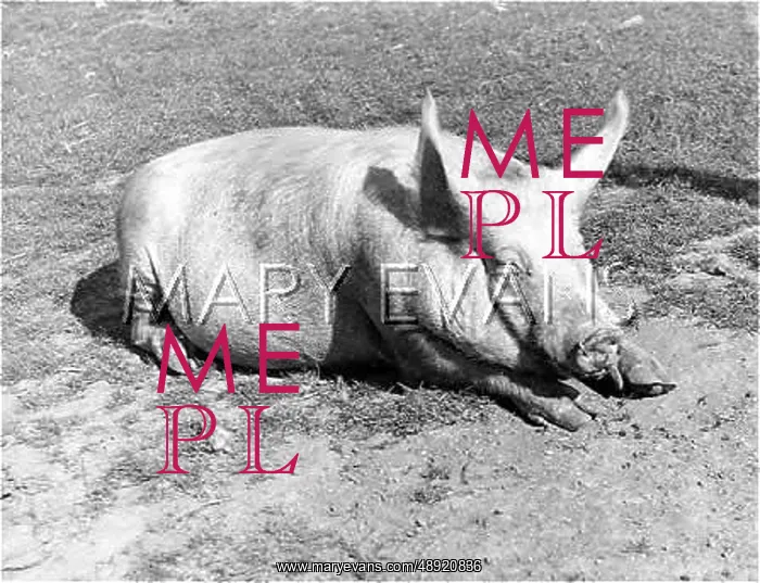  : PIG CHILLING OUT