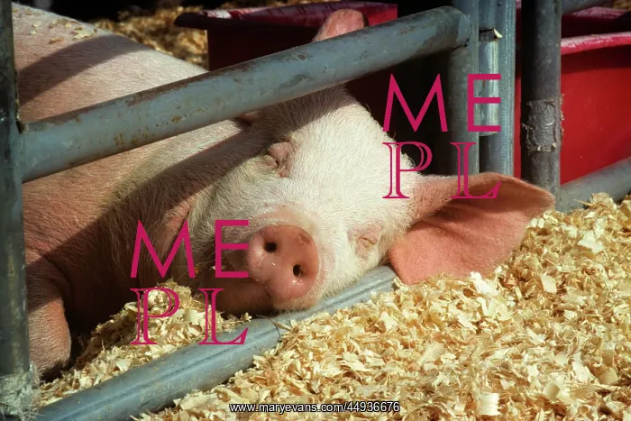 : Pig at County Fair Sleeping with Head on Metal : Pig at County Fair Sleeping with Head on Metal