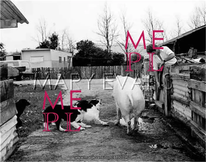  : PIG & DOGS