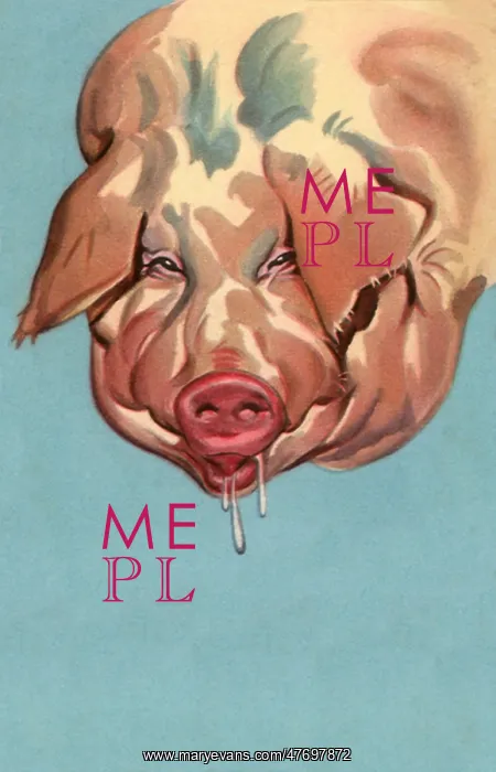  : Pig Drooling