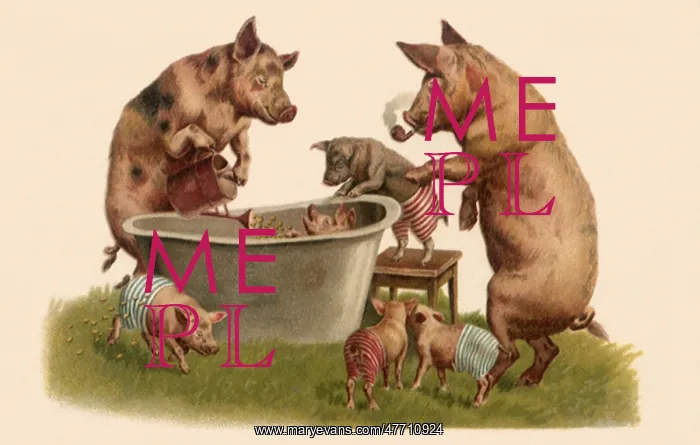  : Pig Family Bath