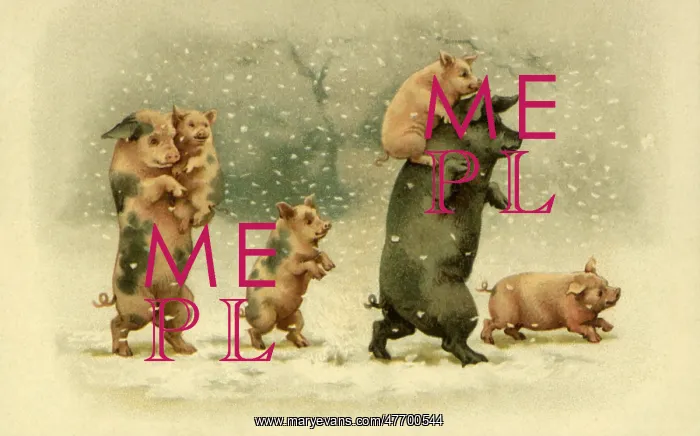  : Pig Family in Snow