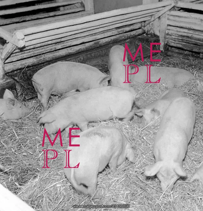 : Pig farm. Czechoslovakia - near Jindrichuv Hradec 1949 : Pig farm. Czechoslovakia - near Jindrichuv Hradec 1949