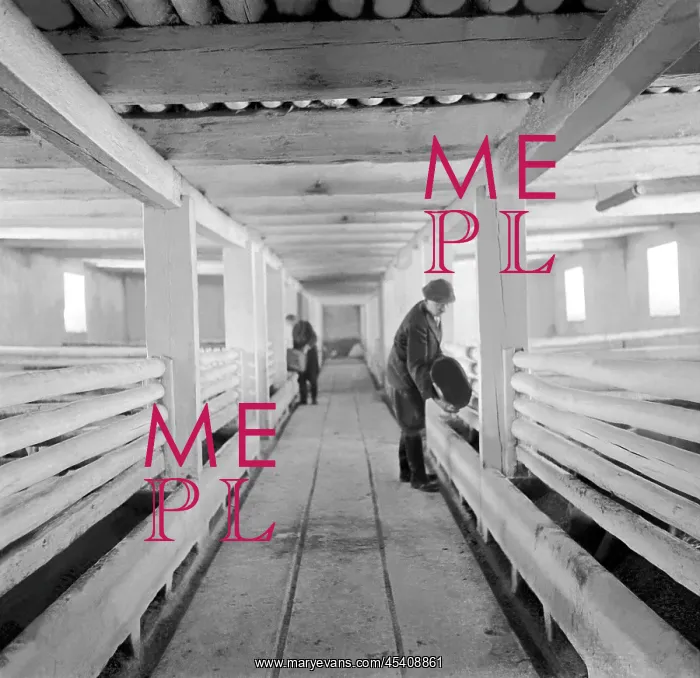 : Pig farm. Czechoslovakia - near Jindrichuv Hradec 1949 : Pig farm. Czechoslovakia - near Jindrichuv Hradec 1949