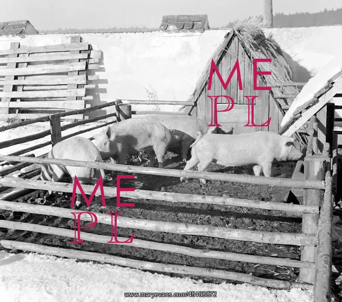 : Pig farm. Czechoslovakia - near Jindrichuv Hradec 1949 : Pig farm. Czechoslovakia - near Jindrichuv Hradec 1949