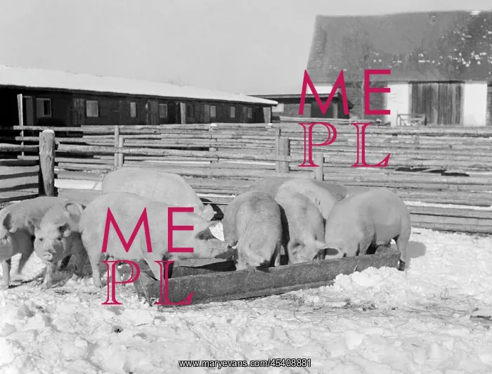 : Pig farm. Czechoslovakia - near Jindrichuv Hradec 1949 : Pig farm. Czechoslovakia - near Jindrichuv Hradec 1949