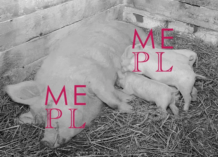 : Pig farm. Czechoslovakia - near Jindrichuv Hradec 1949 : Pig farm. Czechoslovakia - near Jindrichuv Hradec 1949
