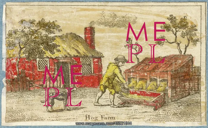 : PIG FARM. The hog farmer's dog watches while his master feeds the pigs : PIG FARM. The hog farmer's dog watches while his master feeds the pigs