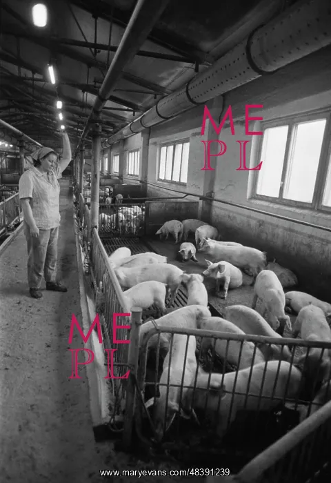 : Pig farm. USSR. November 1, 1986. A worker of a pig farm in a piglet nursery : Pig farm. USSR. November 1, 1986. A worker of a pig farm in a piglet nursery