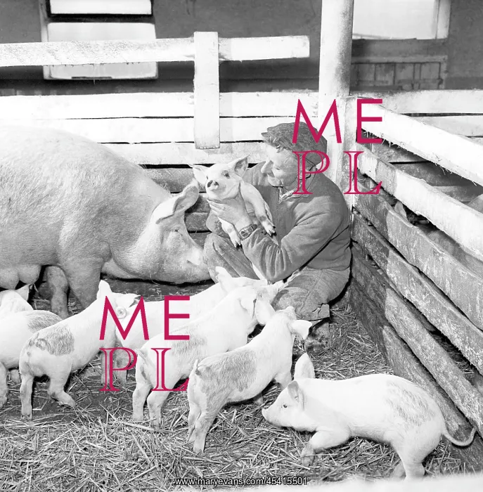 : Pig farm, - piglet : Pig farm, - piglet