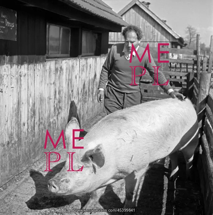 : Pig - farm - pork - breeder