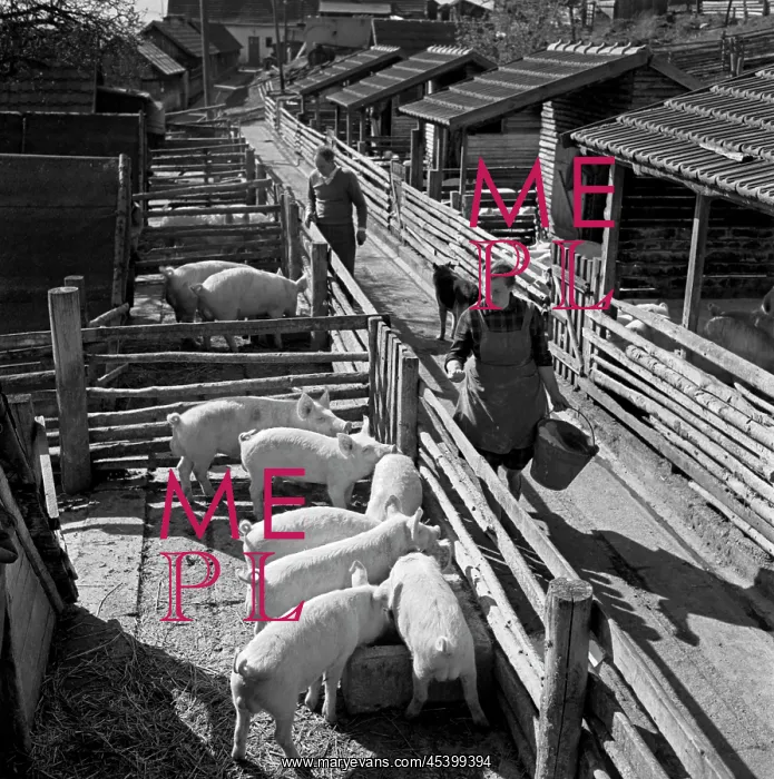 : Pig - farm - pork - breeder - breeding - piglets : Pig - farm - pork - breeder - breeding - piglets