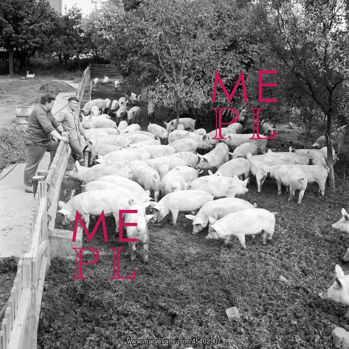  : Pig - farm - pork - meat