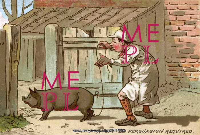 : Pig farmer persuading a pig to move : Pig farmer persuading a pig to move