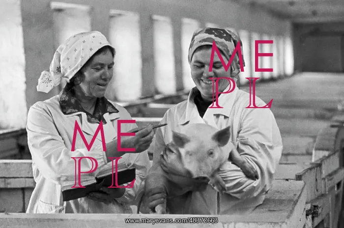 : Pig farming enterprise : Pig farming enterprise