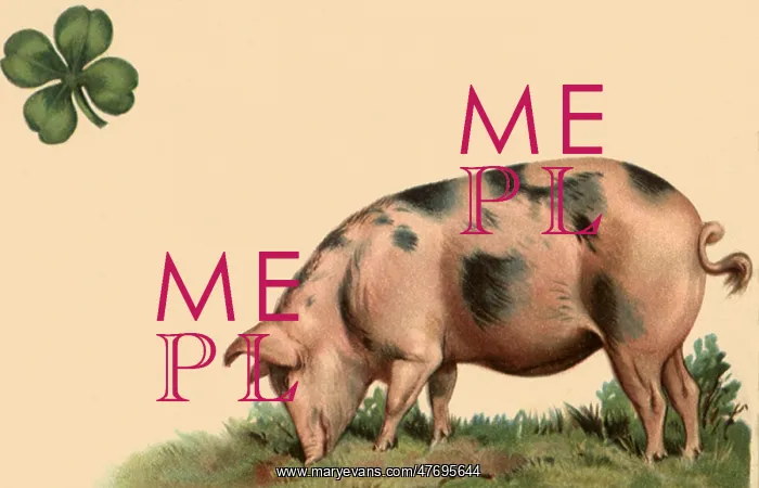  : Pig Grazing by Clover