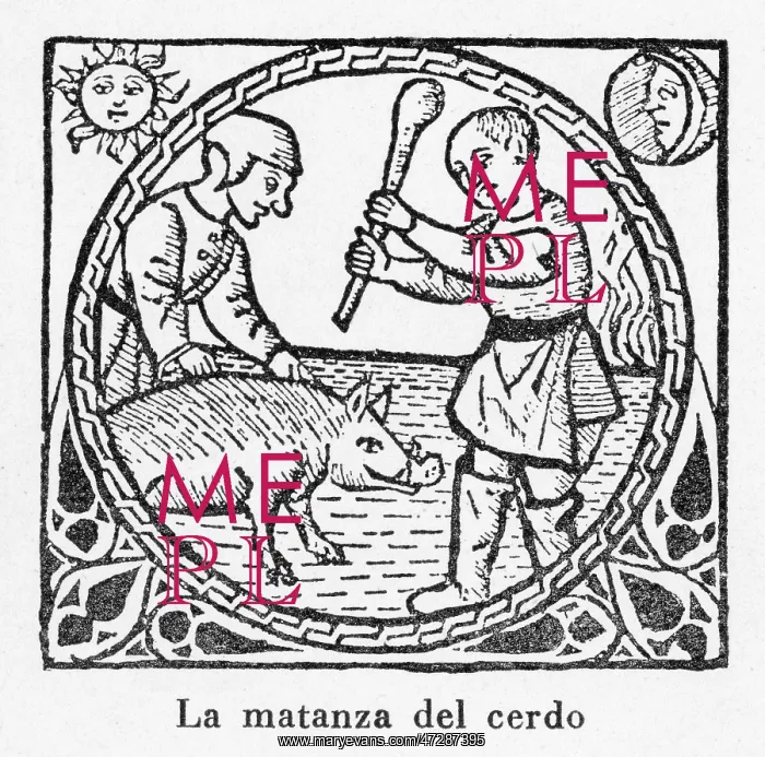 : Pig Killed 1511 : Pig Killed 1511