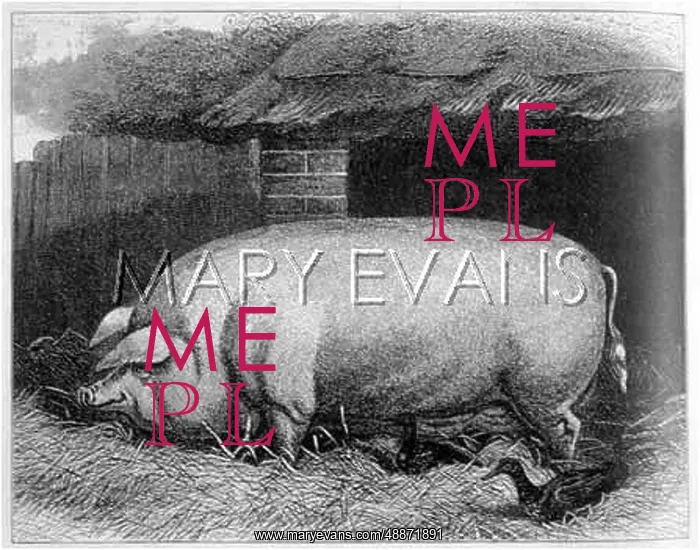 : PIG / LARGE ENGLISH 1897 : PIG / LARGE ENGLISH 1897