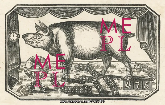  : PIG  /  LEARNED TOBY 18C