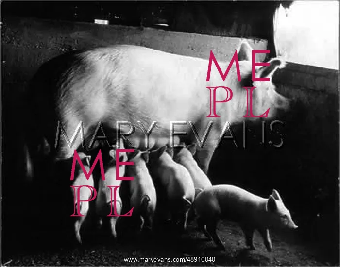  : PIG AND LITTER 1957