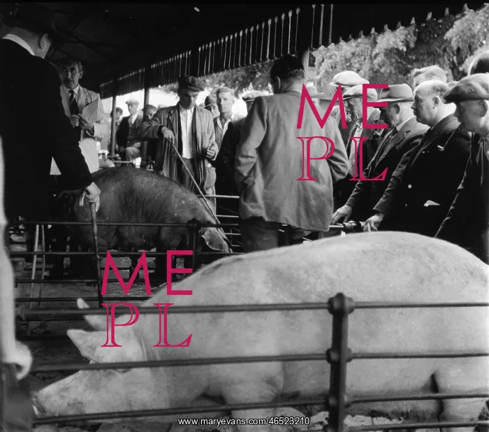 : PIG MARKET / 1958 : PIG MARKET / 1958