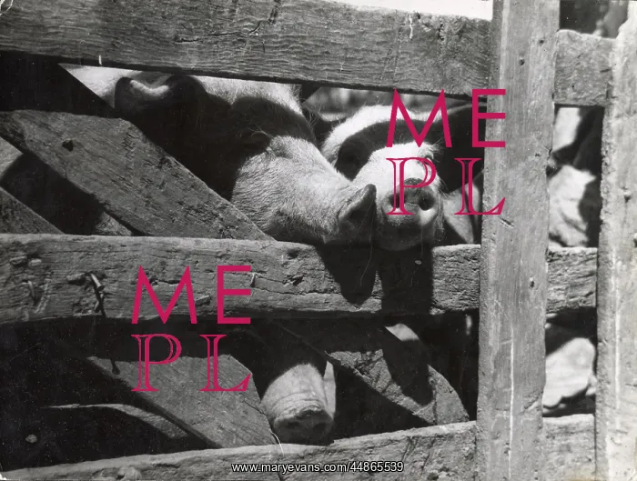  : Pig in Pen