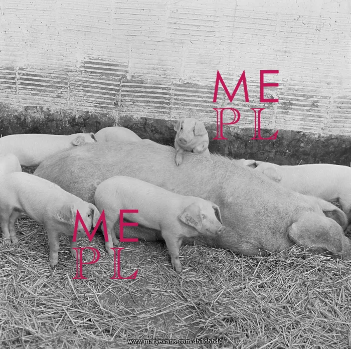 : Pig and piglets : Pig and piglets