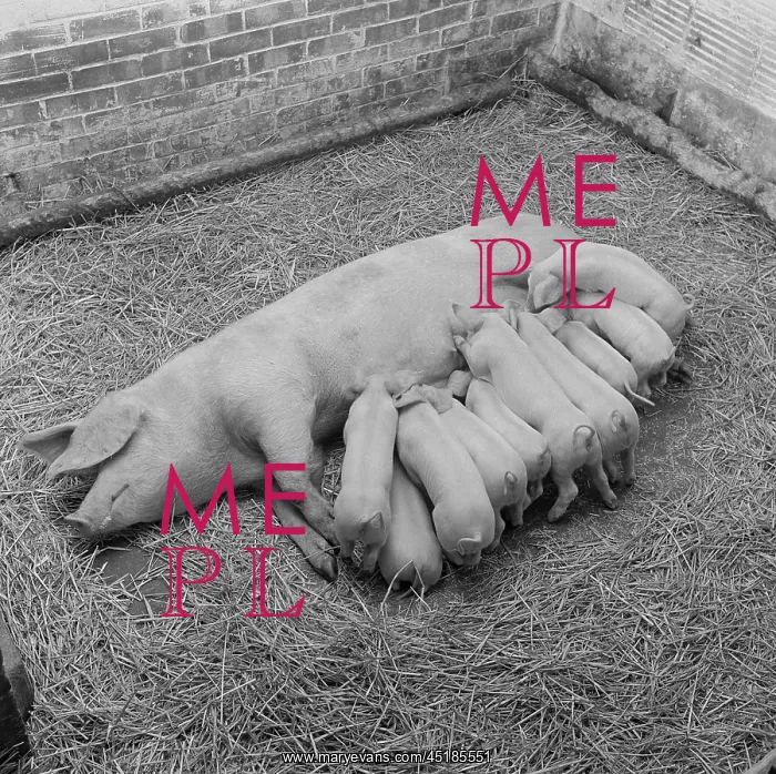: Pig and piglets : Pig and piglets