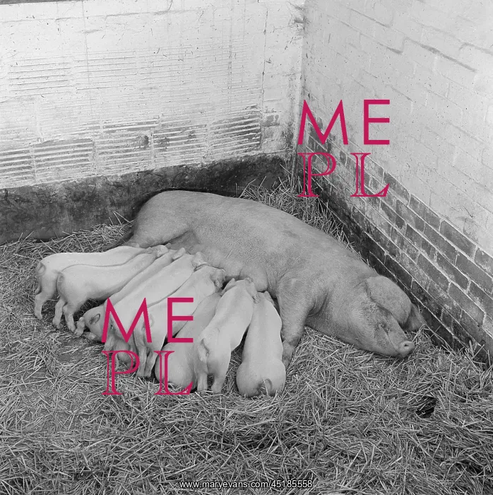 : Pig and piglets : Pig and piglets