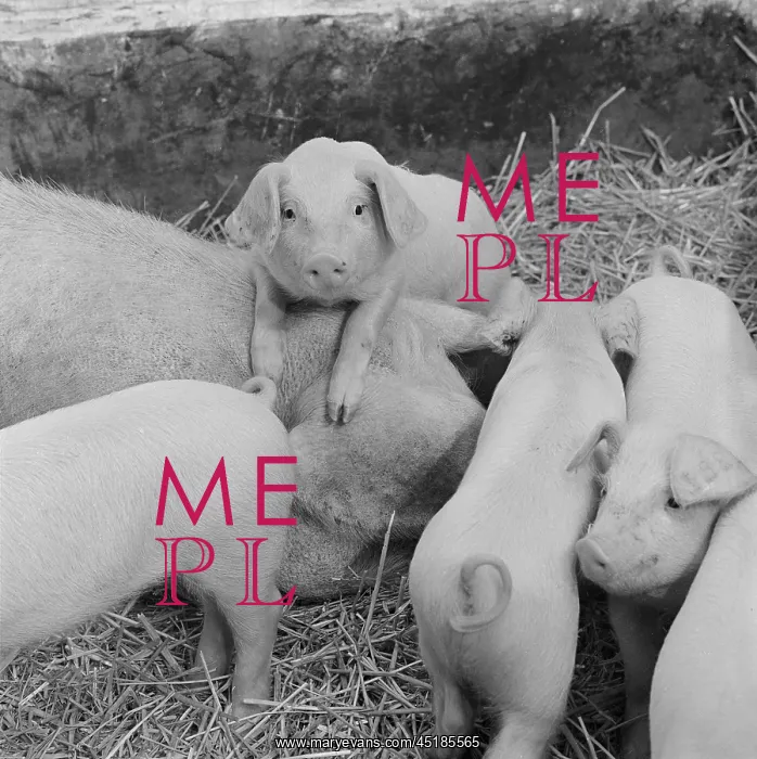 : Pig and piglets : Pig and piglets