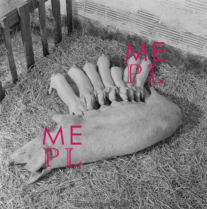 : Pig and piglets : Pig and piglets