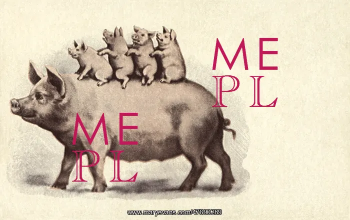  : Pig and Piglets