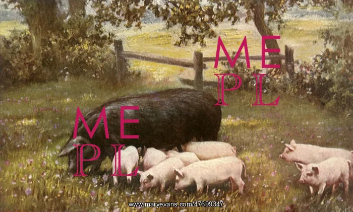  : Pig and Piglets