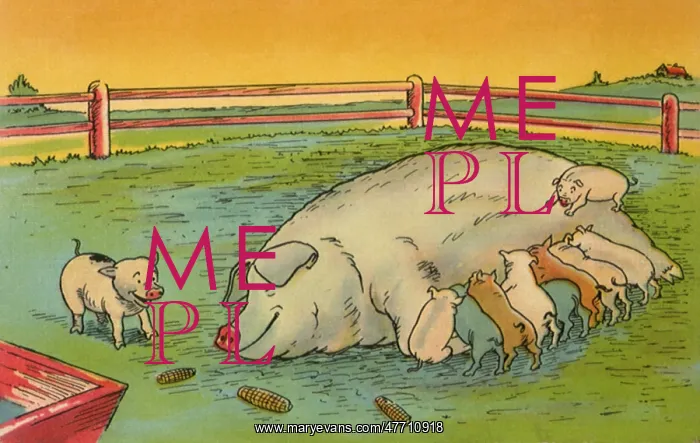  : Pig and Piglets