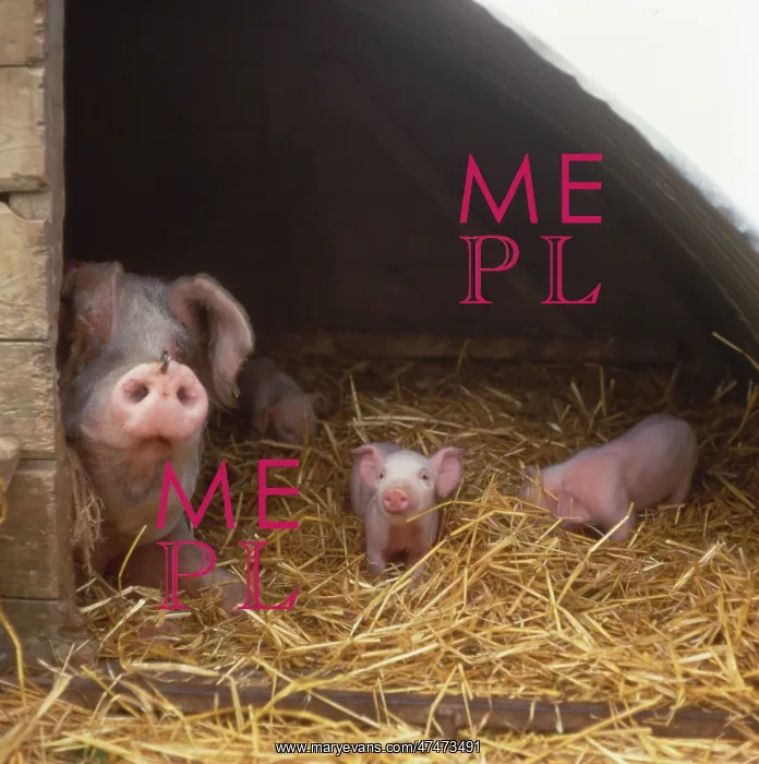 : Pig with Piglets in Straw