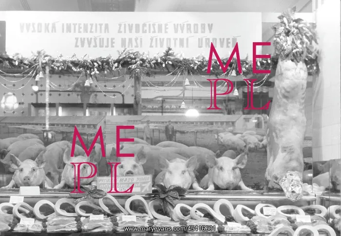 : Pig - pork - butcher : Pig - pork - butcher