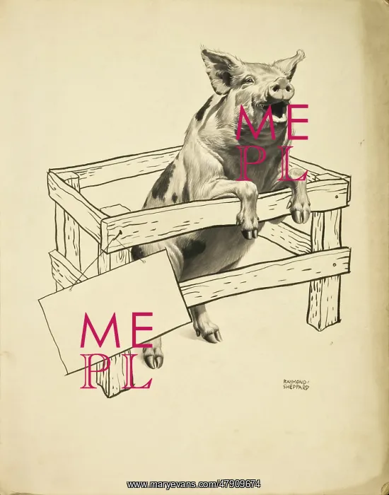  : A Pig rears up out of a small pen