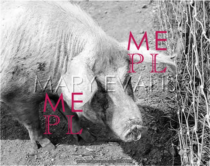  : A PIG. A pig with a ring through its nose