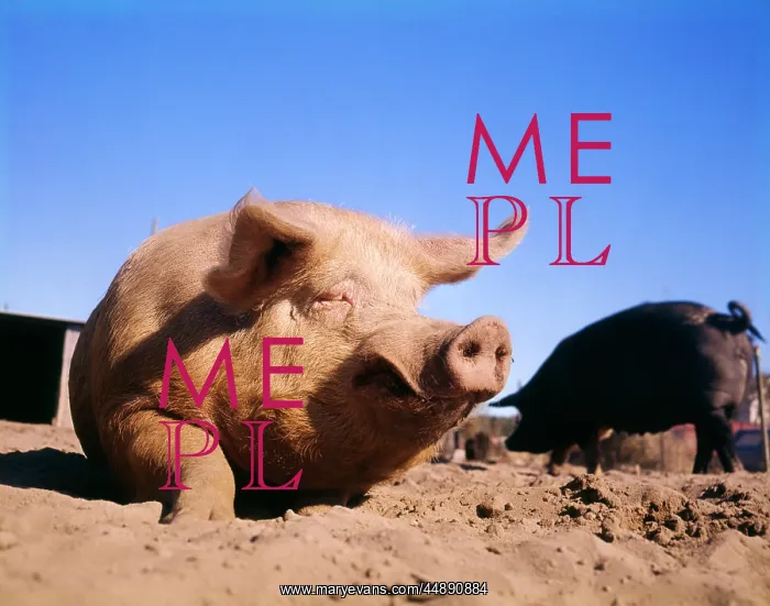 : PIG SITTING IN DIRT : PIG SITTING IN DIRT