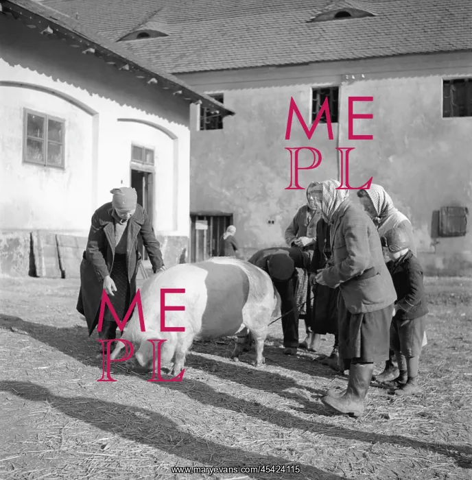  : Pig slaughter
