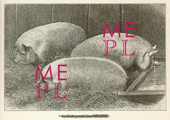 : Pig - Small English 1897 : Pig - Small English 1897