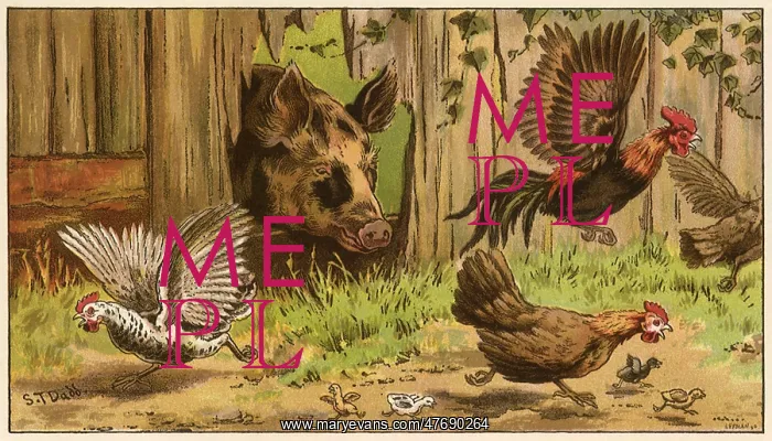  : Pig Startles Chickens