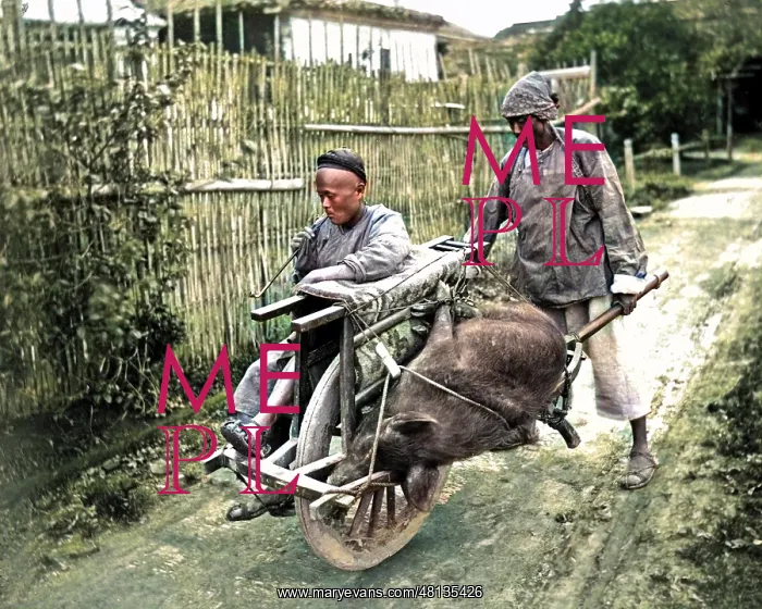 : Pig transported by wheelbarrow, China : Pig transported by wheelbarrow, China