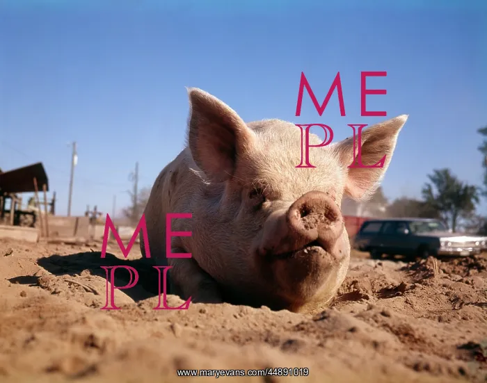  : PIG WALLOWING IN DIRT MUD ON FARM