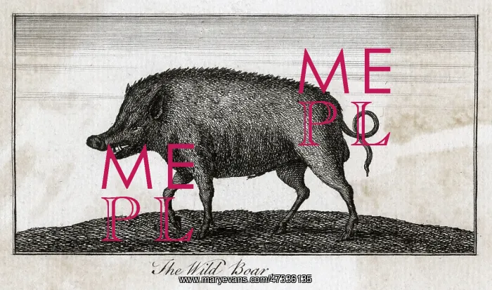  : PIG  /  WILD BOAR C1800